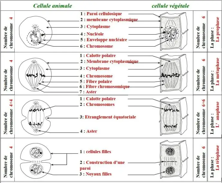 Nature de l’information génétique